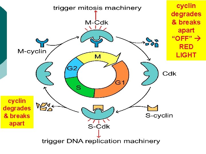 cyclin degrades & breaks apart “OFF” RED LIGHT cyclin degrades & breaks apart cyclin degrades & breaks apart “OFF” RED LIGHT cyclin degrades & breaks apart