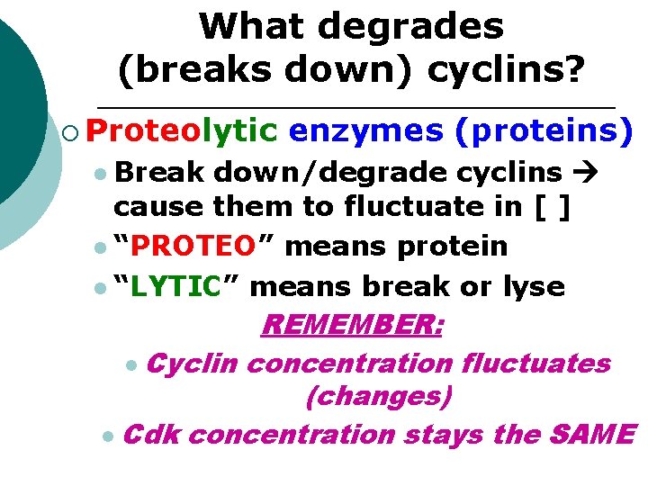 What degrades (breaks down) cyclins? ¡ Proteolytic l Break enzymes (proteins) down/degrade cyclins cause What degrades (breaks down) cyclins? ¡ Proteolytic l Break enzymes (proteins) down/degrade cyclins cause