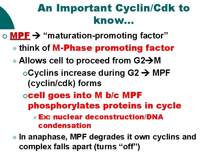 An Important Cyclin/Cdk to know… ¡ MPF “maturation-promoting factor” l think of M-Phase promoting An Important Cyclin/Cdk to know… ¡ MPF “maturation-promoting factor” l think of M-Phase promoting