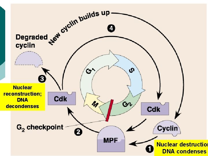 Nuclear reconstruction; DNA decondenses Nuclear destruction DNA condenses Nuclear reconstruction; DNA decondenses Nuclear destruction DNA condenses