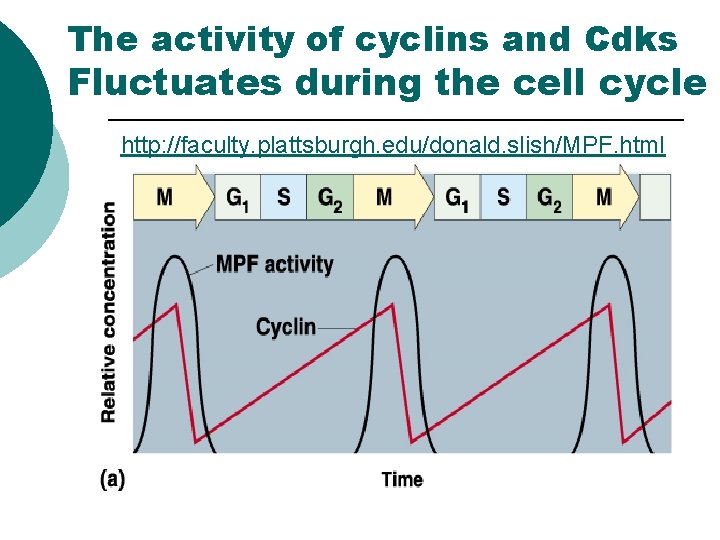 The activity of cyclins and Cdks Fluctuates during the cell cycle http: //faculty. plattsburgh. The activity of cyclins and Cdks Fluctuates during the cell cycle http: //faculty. plattsburgh.