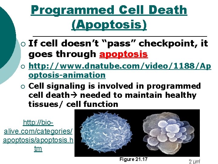 Programmed Cell Death (Apoptosis) ¡ ¡ ¡ If cell doesn’t “pass” checkpoint, it goes Programmed Cell Death (Apoptosis) ¡ ¡ ¡ If cell doesn’t “pass” checkpoint, it goes