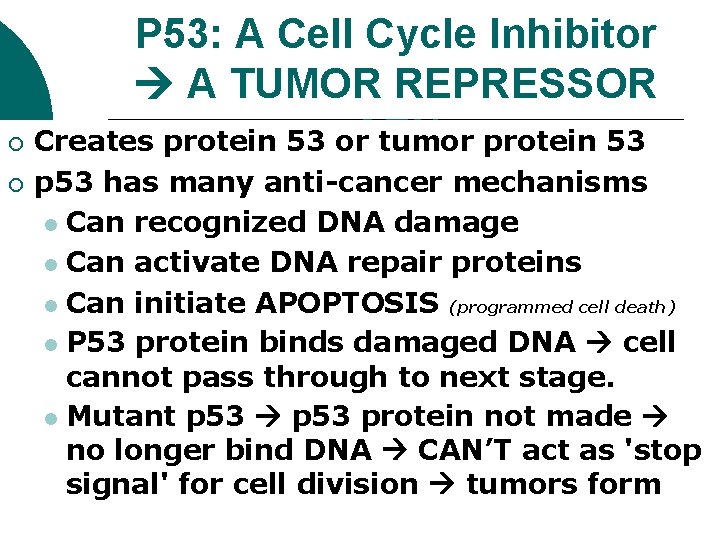 P 53: A Cell Cycle Inhibitor A TUMOR REPRESSOR GEN ¡ Creates protein 53 P 53: A Cell Cycle Inhibitor A TUMOR REPRESSOR GEN ¡ Creates protein 53
