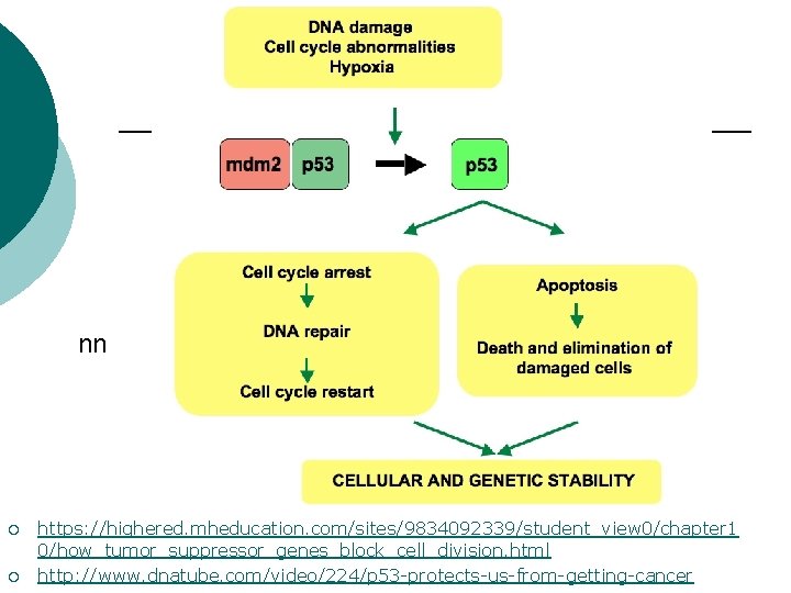 nn ¡ ¡ https: //highered. mheducation. com/sites/9834092339/student_view 0/chapter 1 0/how_tumor_suppressor_genes_block_cell_division. html http: //www. dnatube. nn ¡ ¡ https: //highered. mheducation. com/sites/9834092339/student_view 0/chapter 1 0/how_tumor_suppressor_genes_block_cell_division. html http: //www. dnatube.