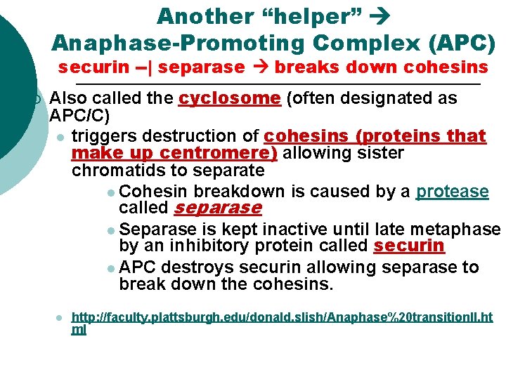 Another “helper” Anaphase-Promoting Complex (APC) securin --| separase breaks down cohesins ¡ Also called Another “helper” Anaphase-Promoting Complex (APC) securin --| separase breaks down cohesins ¡ Also called