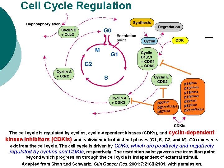 Cell Cycle Regulation The cell cycle is regulated by cyclins, cyclin-dependent kinases (CDKs), and Cell Cycle Regulation The cell cycle is regulated by cyclins, cyclin-dependent kinases (CDKs), and