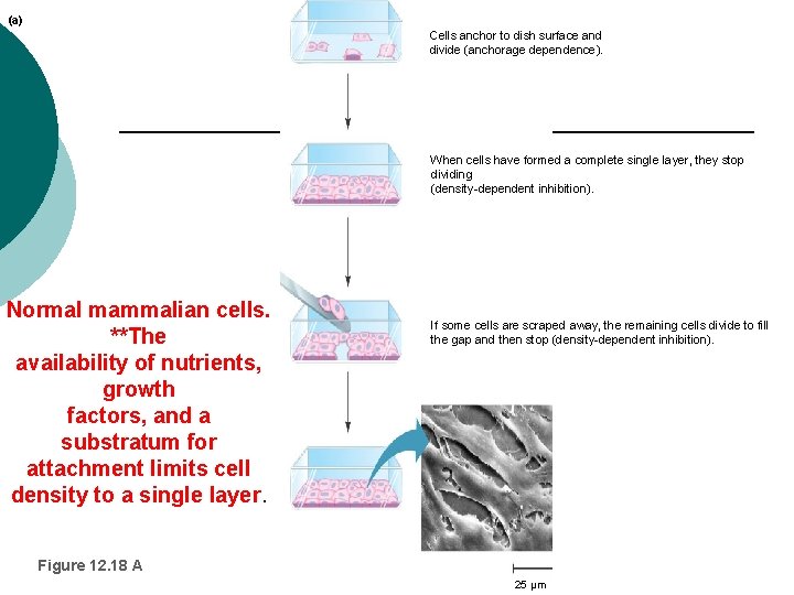 (a) Cells anchor to dish surface and divide (anchorage dependence). When cells have formed (a) Cells anchor to dish surface and divide (anchorage dependence). When cells have formed
