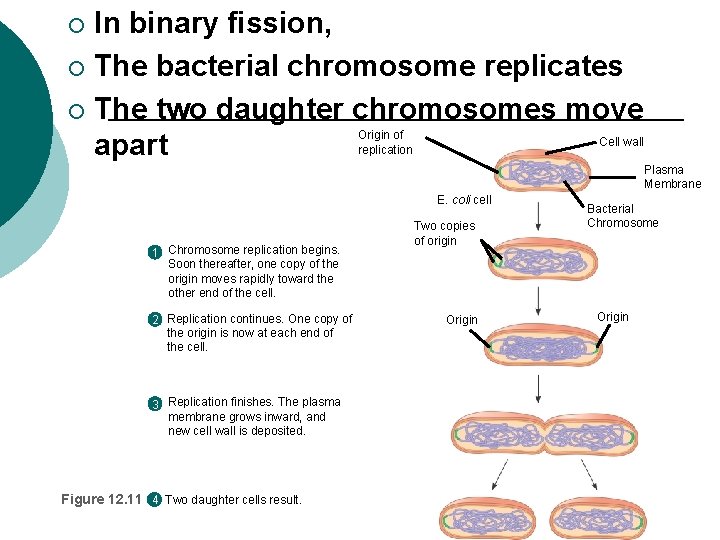In binary fission, ¡ The bacterial chromosome replicates ¡ The two daughter chromosomes move In binary fission, ¡ The bacterial chromosome replicates ¡ The two daughter chromosomes move