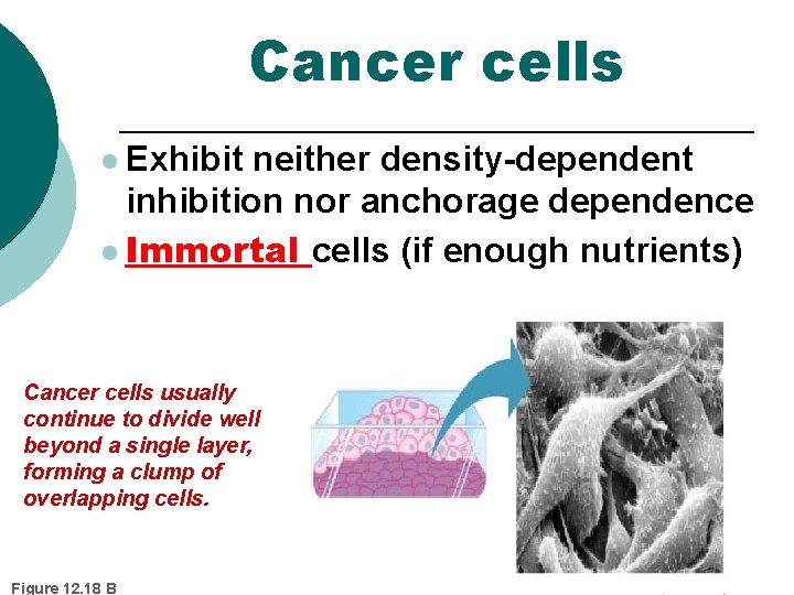 Cancer cells l Exhibit neither density-dependent inhibition nor anchorage dependence l Immortal cells (if Cancer cells l Exhibit neither density-dependent inhibition nor anchorage dependence l Immortal cells (if