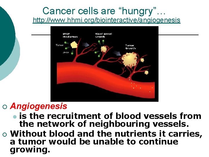 Cancer cells are “hungry”… http: //www. hhmi. org/biointeractive/angiogenesis ¡ Angiogenesis is the recruitment of Cancer cells are “hungry”… http: //www. hhmi. org/biointeractive/angiogenesis ¡ Angiogenesis is the recruitment of