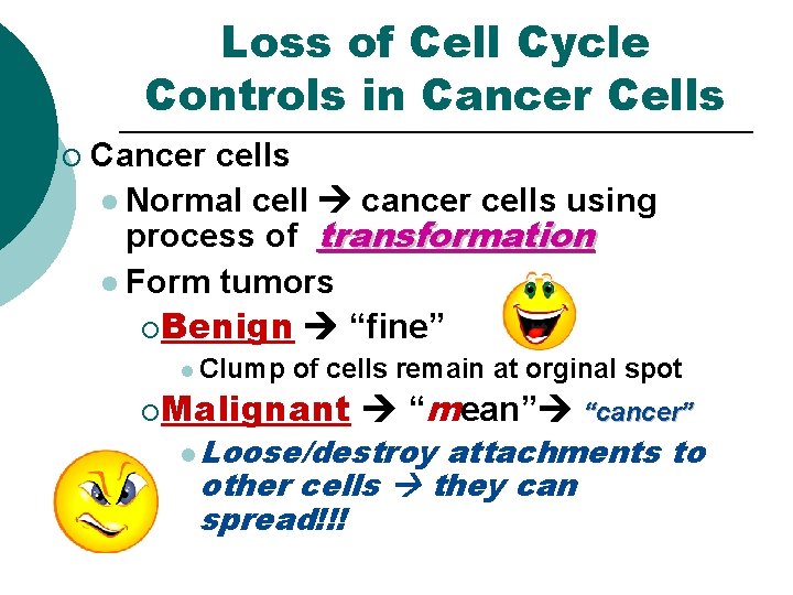 Loss of Cell Cycle Controls in Cancer Cells ¡ Cancer cells l Normal cell Loss of Cell Cycle Controls in Cancer Cells ¡ Cancer cells l Normal cell