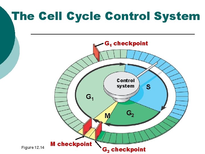 The Cell Cycle Control System G 1 checkpoint Control system S G 1 M The Cell Cycle Control System G 1 checkpoint Control system S G 1 M
