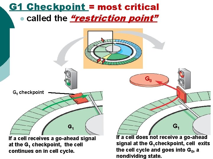 G 1 Checkpoint = most critical l called the “restriction point” G 0 G G 1 Checkpoint = most critical l called the “restriction point” G 0 G