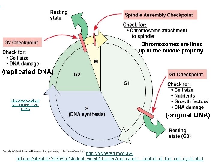 • Chromosomes are lined up in the middle properly (replicated DNA) http: //www. • Chromosomes are lined up in the middle properly (replicated DNA) http: //www.