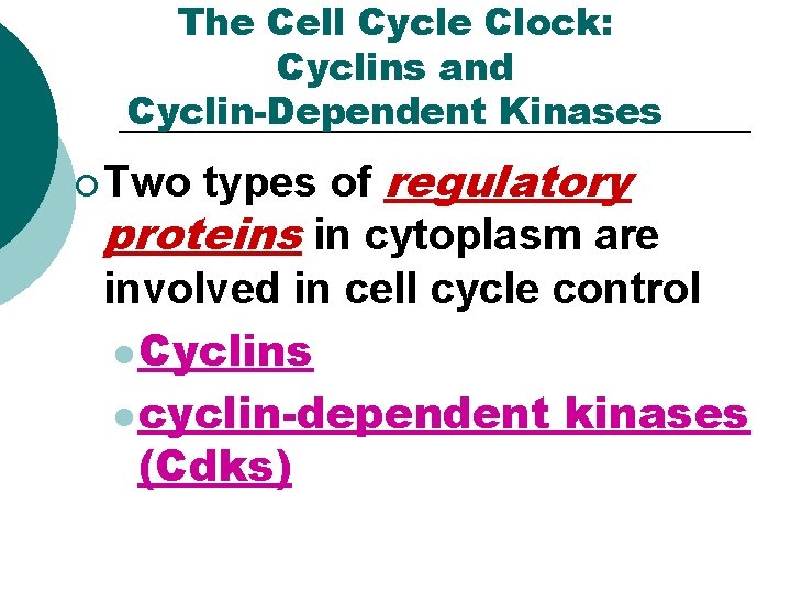 The Cell Cycle Clock: Cyclins and Cyclin-Dependent Kinases types of regulatory proteins in cytoplasm The Cell Cycle Clock: Cyclins and Cyclin-Dependent Kinases types of regulatory proteins in cytoplasm