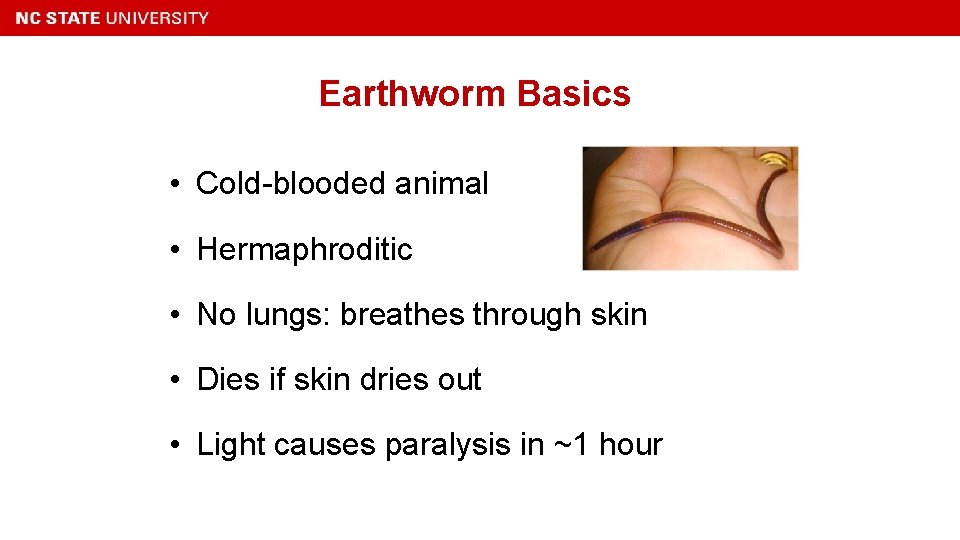 Earthworm Basics • Cold-blooded animal • Hermaphroditic • No lungs: breathes through skin •