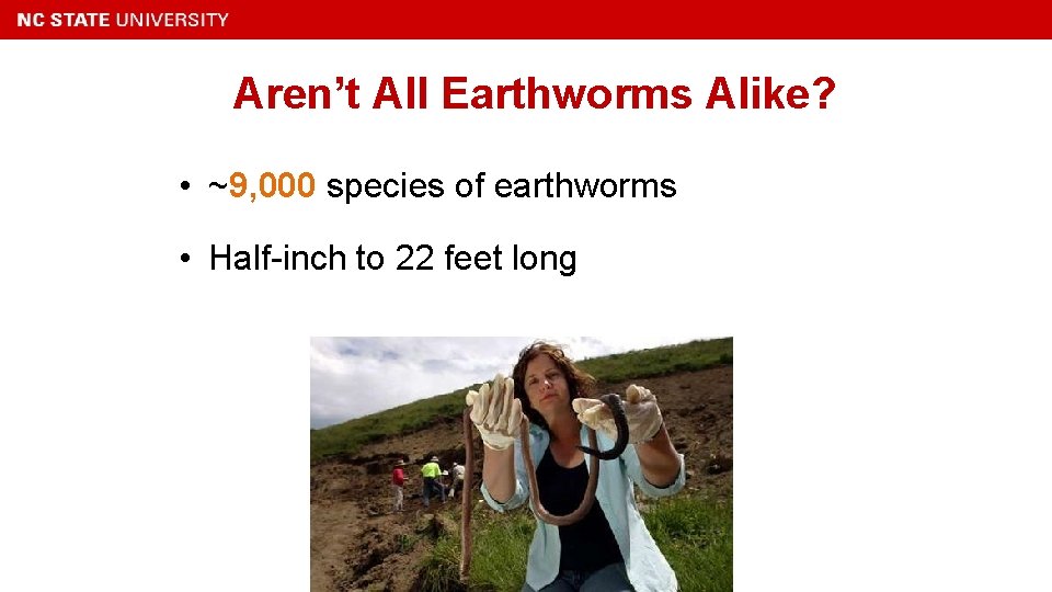 Aren’t All Earthworms Alike? • ~9, 000 species of earthworms • Half-inch to 22