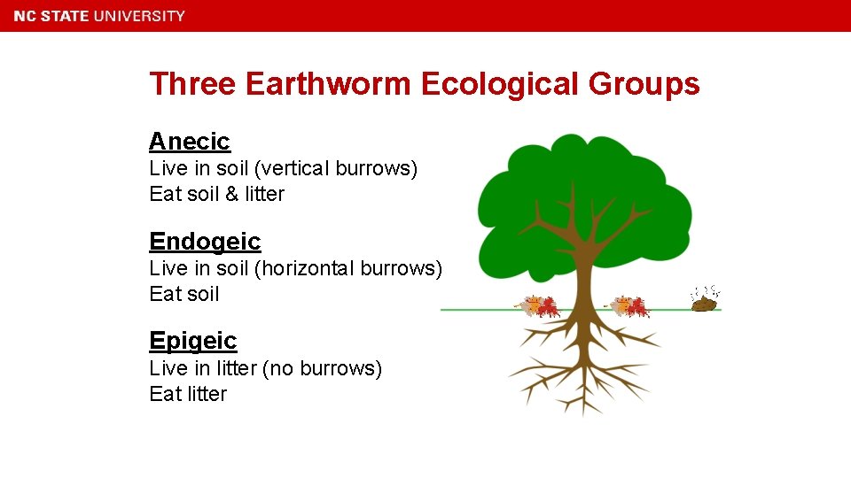 Three Earthworm Ecological Groups Anecic Live in soil (vertical burrows) Eat soil & litter