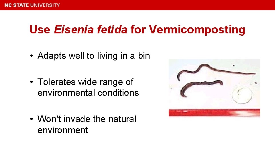 Use Eisenia fetida for Vermicomposting • Adapts well to living in a bin •