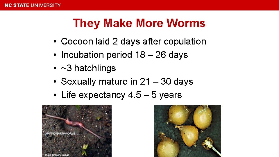 They Make More Worms • • • Cocoon laid 2 days after copulation Incubation