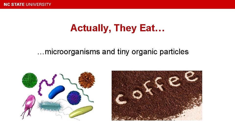 Actually, They Eat… …microorganisms and tiny organic particles 