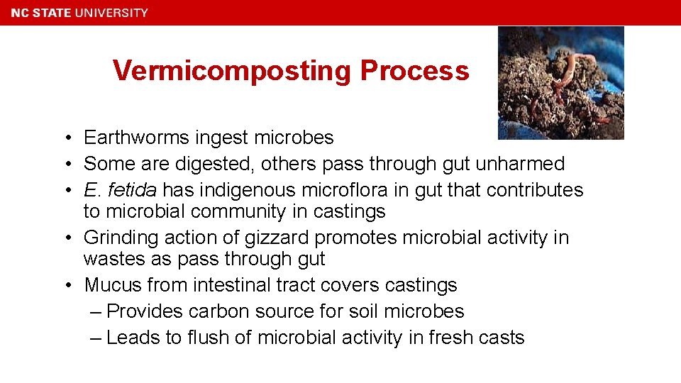 Vermicomposting Process • Earthworms ingest microbes • Some are digested, others pass through gut