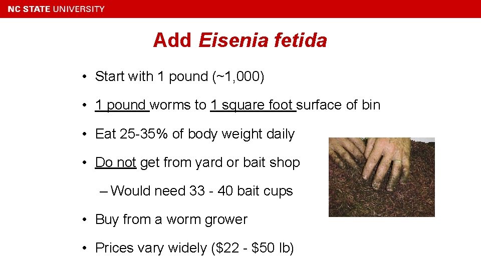 Add Eisenia fetida • Start with 1 pound (~1, 000) • 1 pound worms