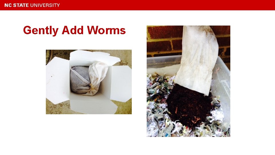 Gently Add Worms 