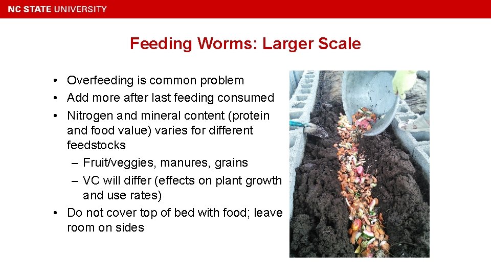 Feeding Worms: Larger Scale • Overfeeding is common problem • Add more after last