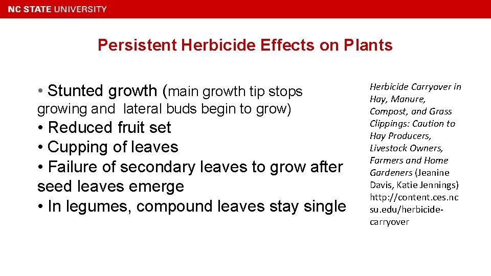 Persistent Herbicide Effects on Plants • Stunted growth (main growth tip stops growing and