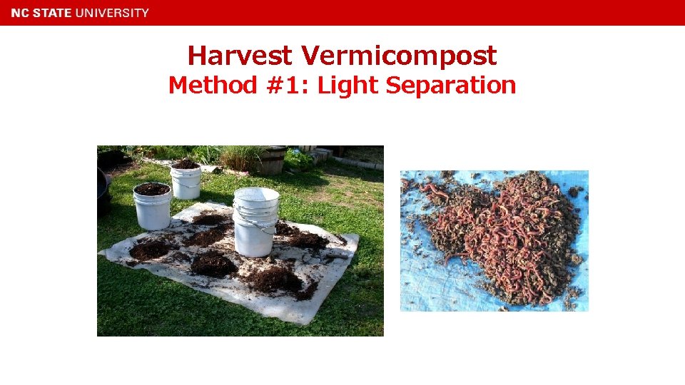 Harvest Vermicompost Method #1: Light Separation 