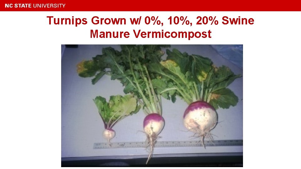 Turnips Grown w/ 0%, 10%, 20% Swine Manure Vermicompost 