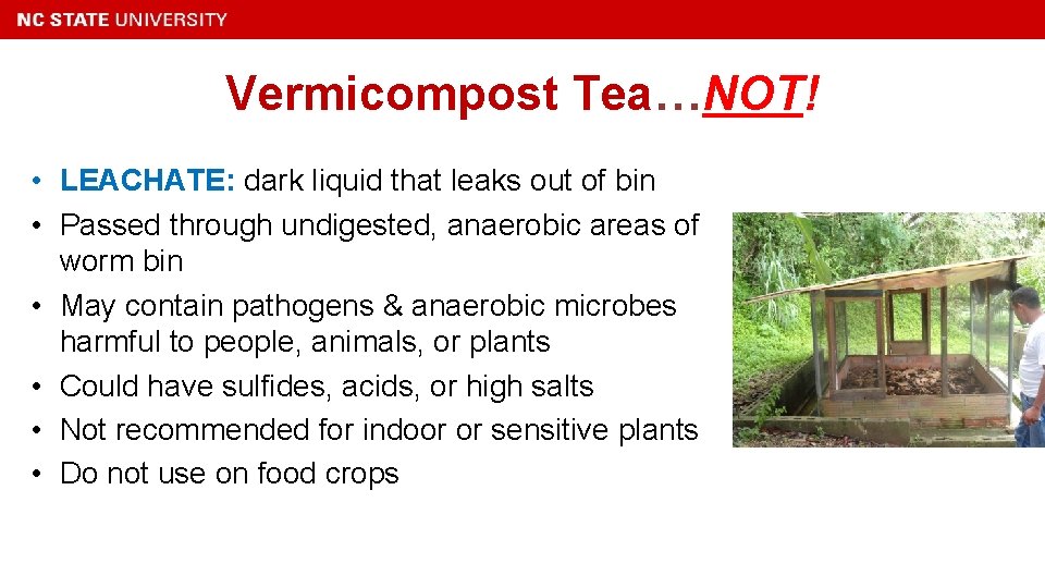 Vermicompost Tea…NOT! • LEACHATE: dark liquid that leaks out of bin • Passed through