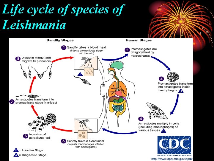 Life cycle of species of Leishmania 