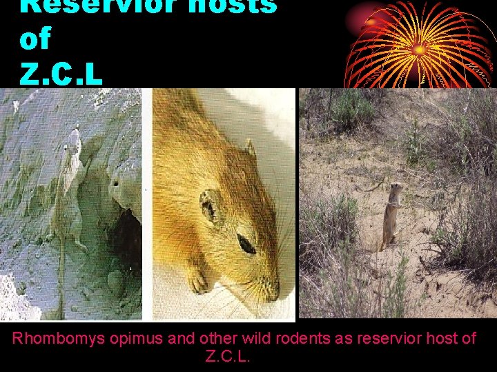 Reservior hosts of Z. C. L Rhombomys opimus and other wild rodents as reservior