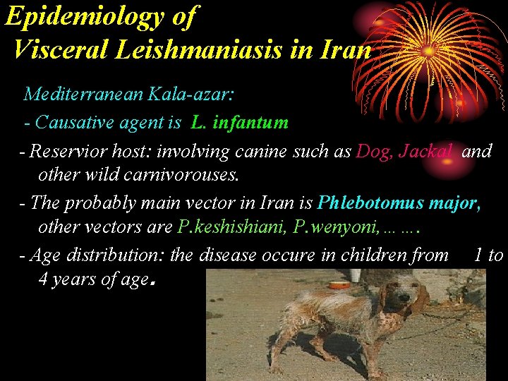 Epidemiology of Visceral Leishmaniasis in Iran Mediterranean Kala-azar: - Causative agent is L. infantum