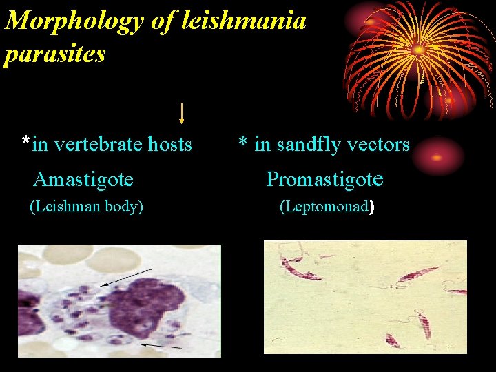 Morphology of leishmania parasites *in vertebrate hosts * in sandfly vectors Amastigote Promastigote (Leishman