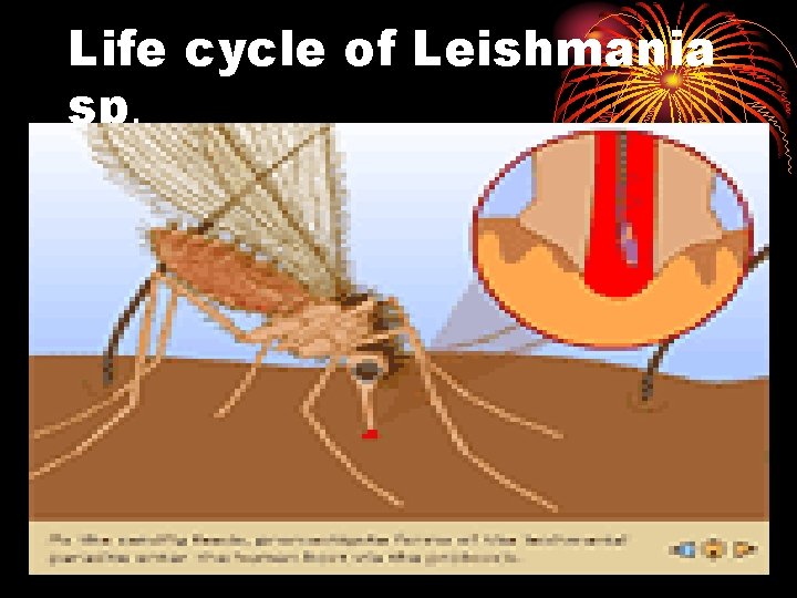 Life cycle of Leishmania sp. 