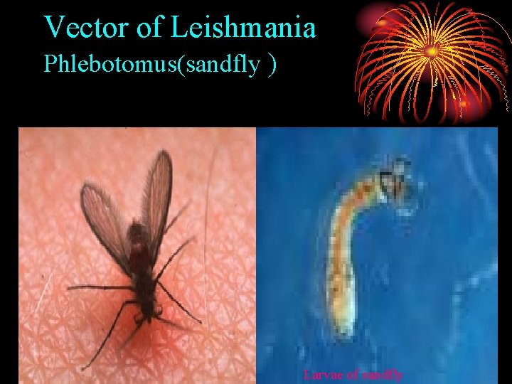 Vector of Leishmania Phlebotomus(sandfly ) Larvae of sandfly 