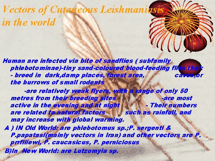 Vectors of Cutaneous Leishmaniasis in the world Human are infected via bite of sandflies