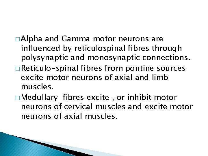 � Alpha and Gamma motor neurons are influenced by reticulospinal fibres through polysynaptic and