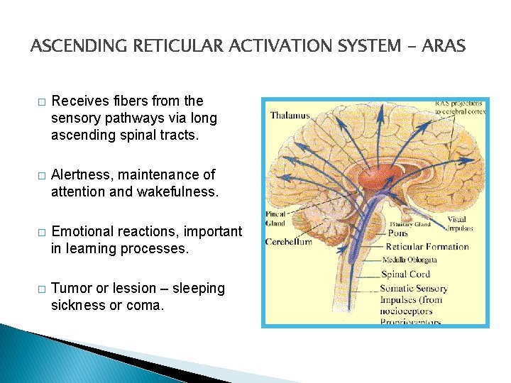 ASCENDING RETICULAR ACTIVATION SYSTEM - ARAS � Receives fibers from the sensory pathways via