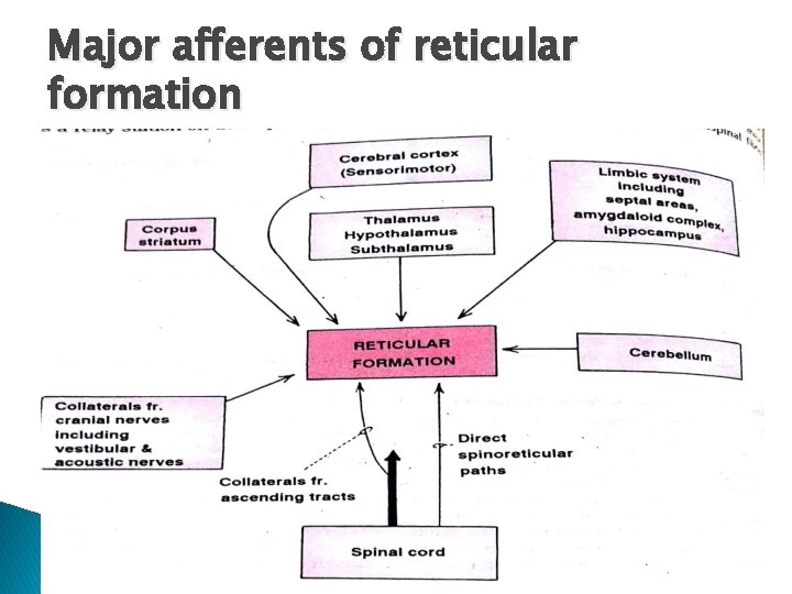 Major afferents of reticular formation 