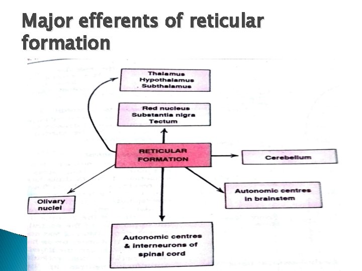 Major efferents of reticular formation 