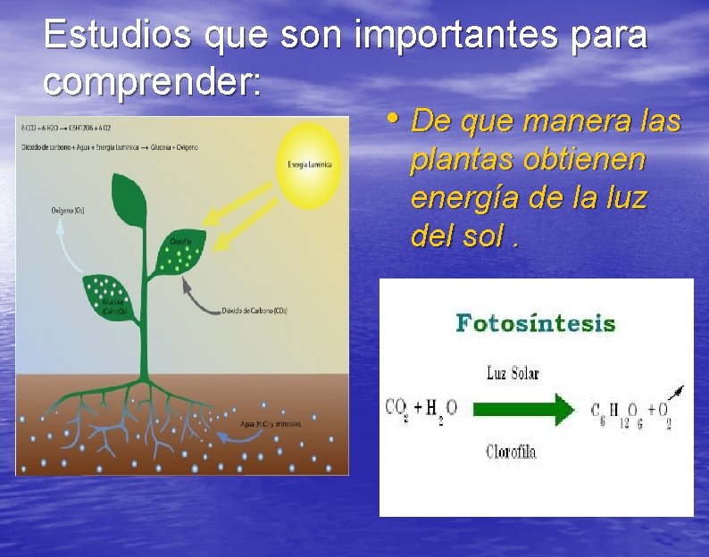Estudios que son importantes para comprender: • De que manera las plantas obtienen energía
