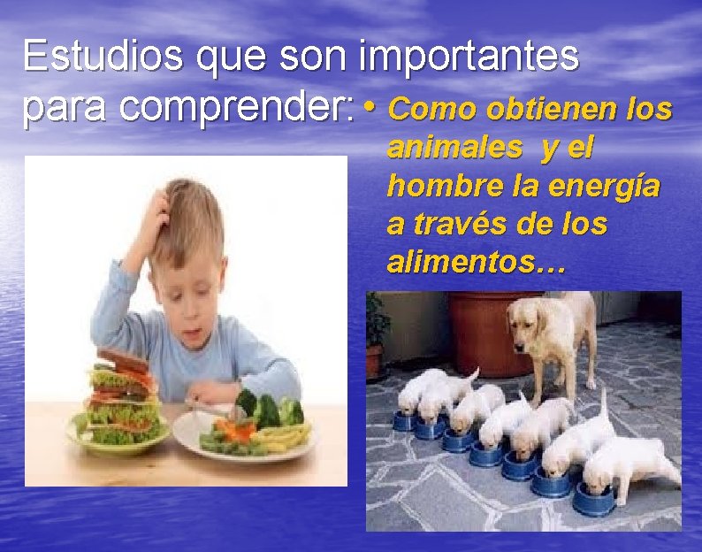 Estudios que son importantes para comprender: • Como obtienen los animales y el hombre