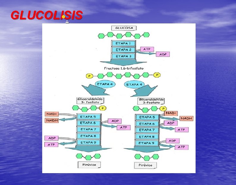 GLUCOLISIS • . 