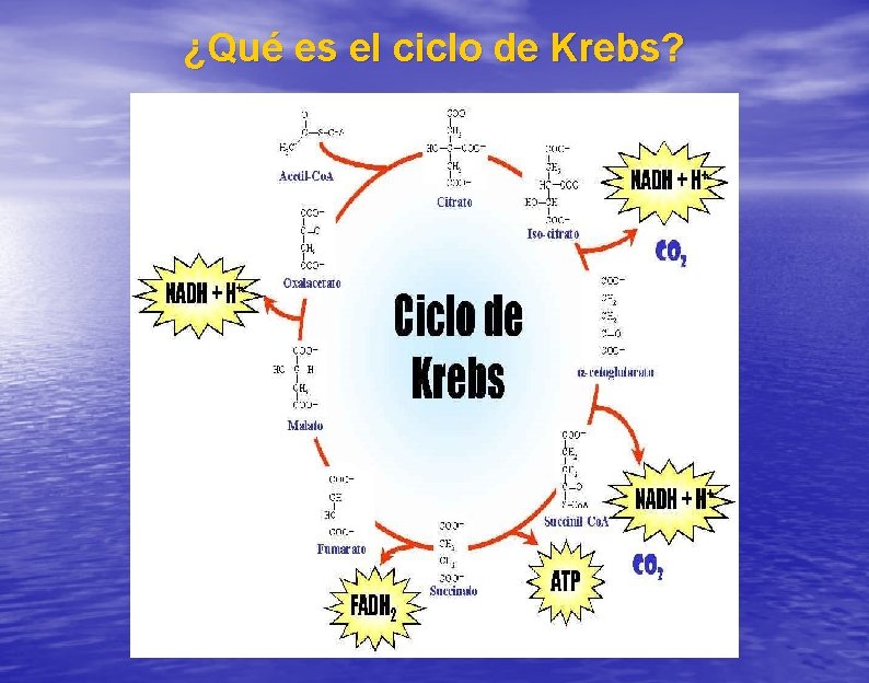 ¿Qué es el ciclo de Krebs? 