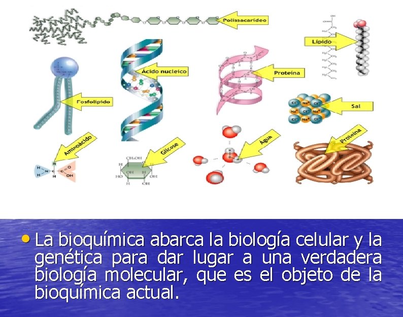  • • La bioquímica abarca la biología celular y la genética para dar