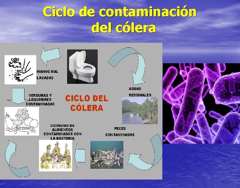 Ciclo de contaminación del cólera 